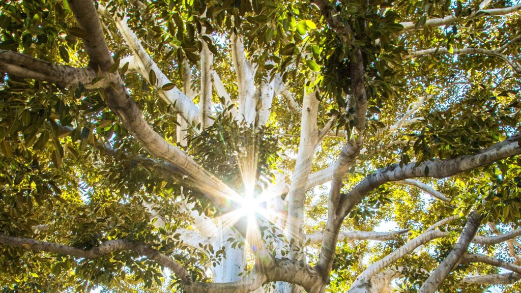 A sunbeam shining through the branches of a large tree with green leaves, showing the texture of the bark and the interplay of light and shadows.