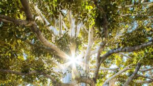 A sunbeam shining through the branches of a large tree with green leaves, showing the texture of the bark and the interplay of light and shadows.