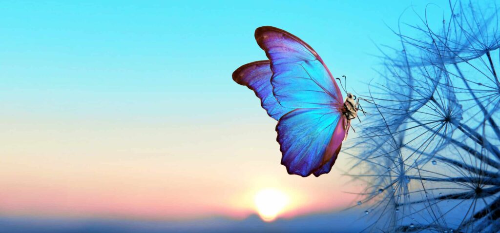 A blue butterfly perched on a dandelion against a gradient sky at sunrise, with hints of pink and orange illuminating the horizon.
